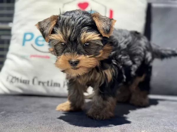Petmode Köpek Çiftliğinden Tea Cup Yorkshire Terrier