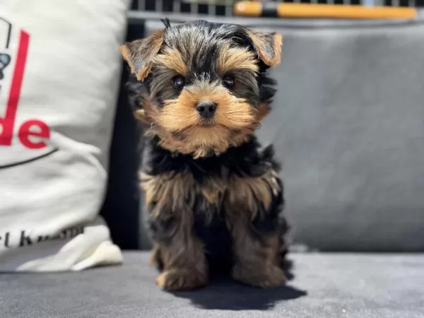 Petmode Köpek Çiftliğinden Tea Cup Yorkshire Terrier