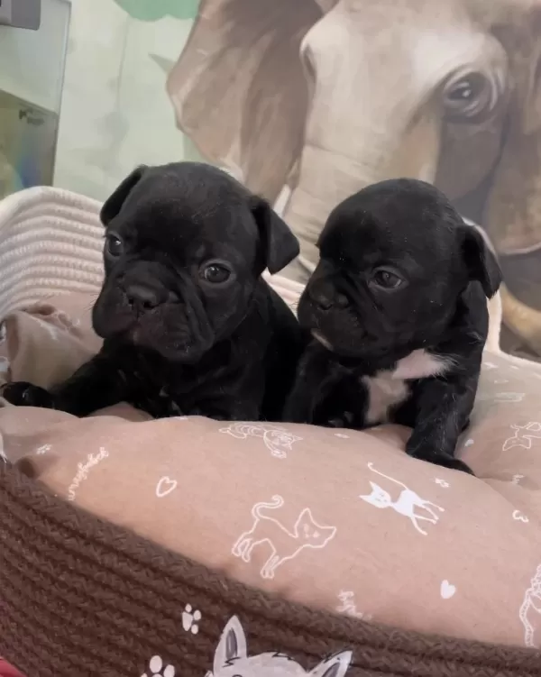 İrk Ve Sağlık Garantili French Bulldog Bebekler