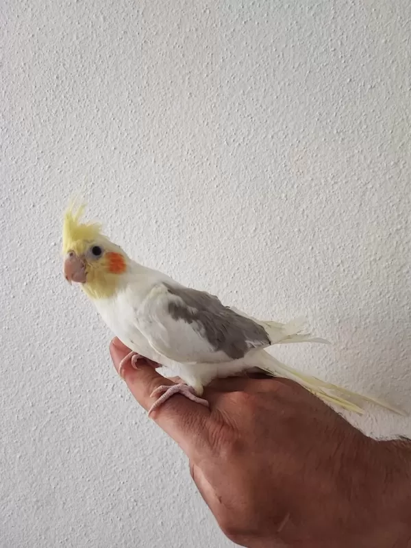 Sahibinden Akıllı Uysal Sultan Papağanı