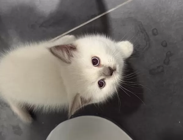 British Shorthair Blue Point (colourpoint)