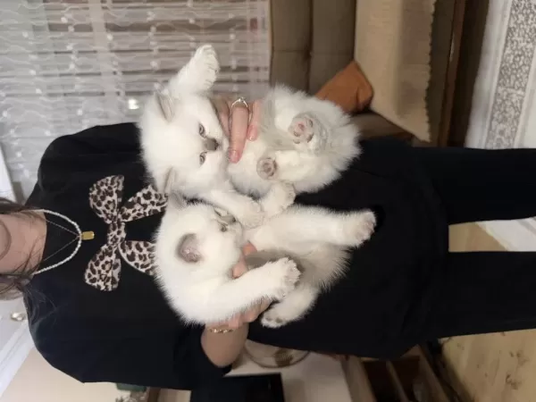 British Shorthair Blue Point (colourpoint)