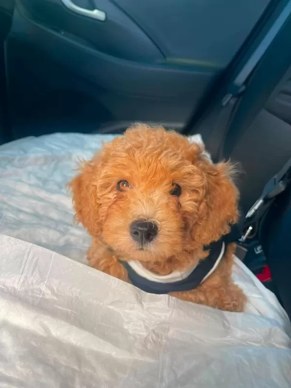 Harika Erkek Toy Poodle