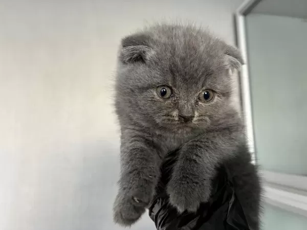 Top Kafa Sifir Burun Scottish Fold