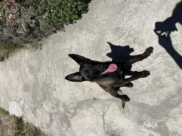 Son Dişi Belçika Kurdu Narkoz
