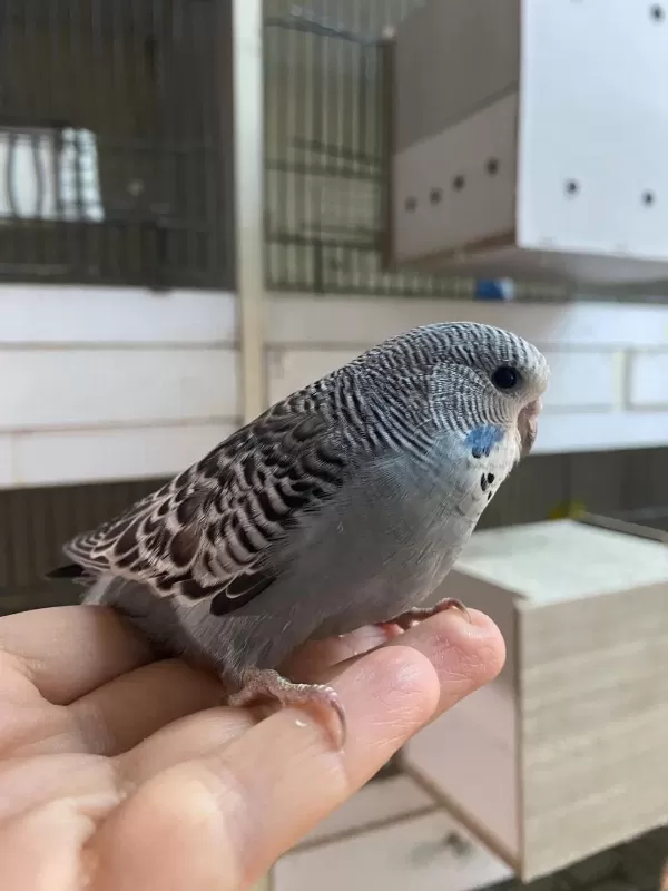 Ele Omuza Alıştırmalık Yavru Muhabbetkuşlarımız