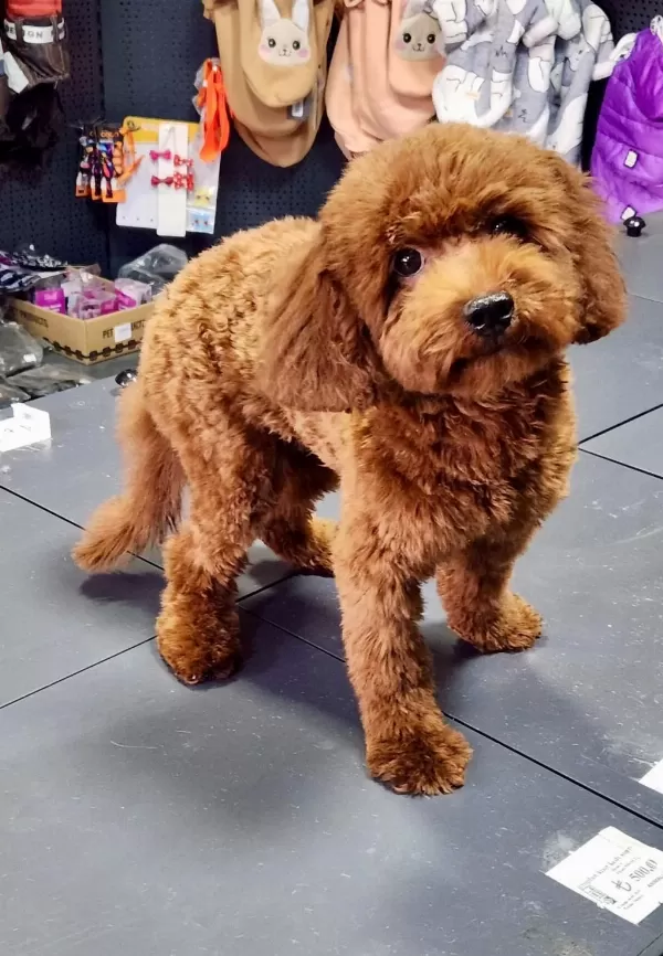 Toy Poodle 8 Aylık Dişi