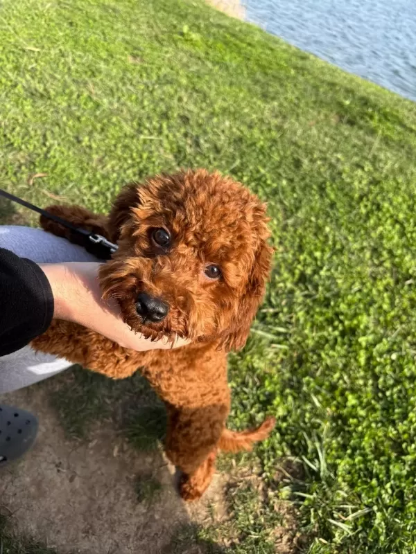 Toy Poodle 8 Aylık Dişi