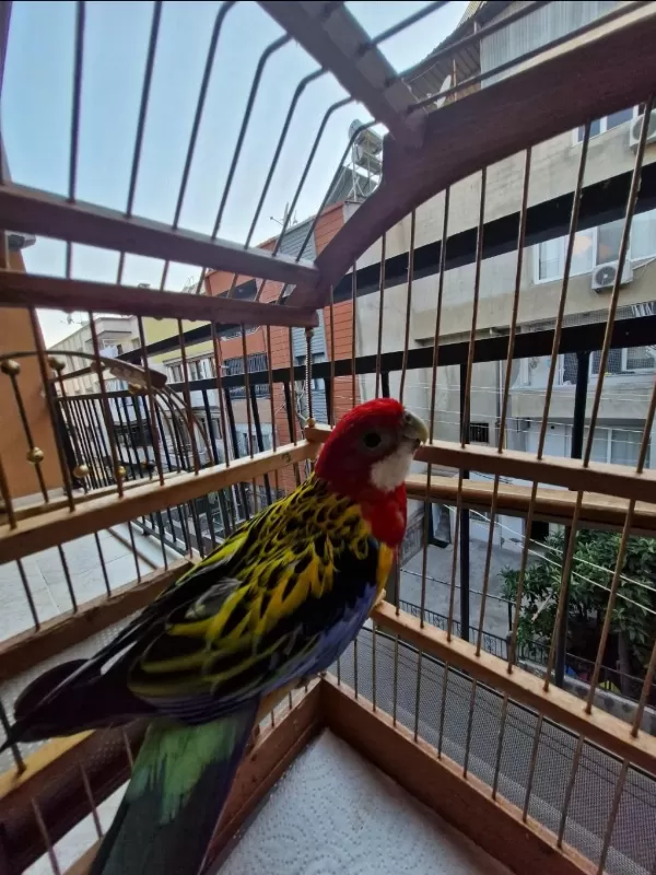 Genç Erkek Rozella Papağanı