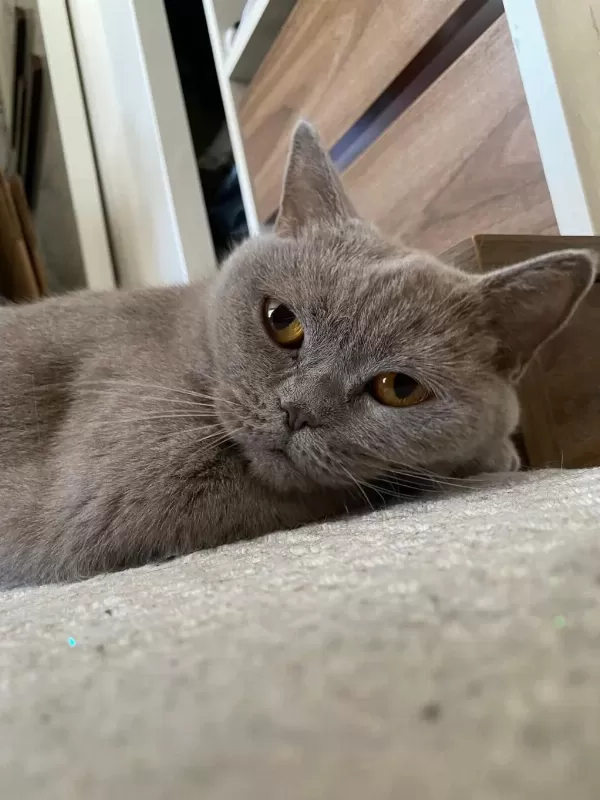 Ücretsiz British Shorthair Kedimiz
