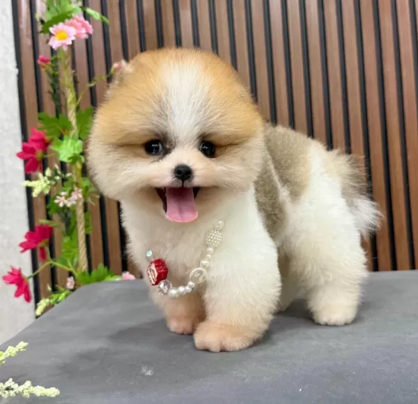 Pomeranian İrk Garantili