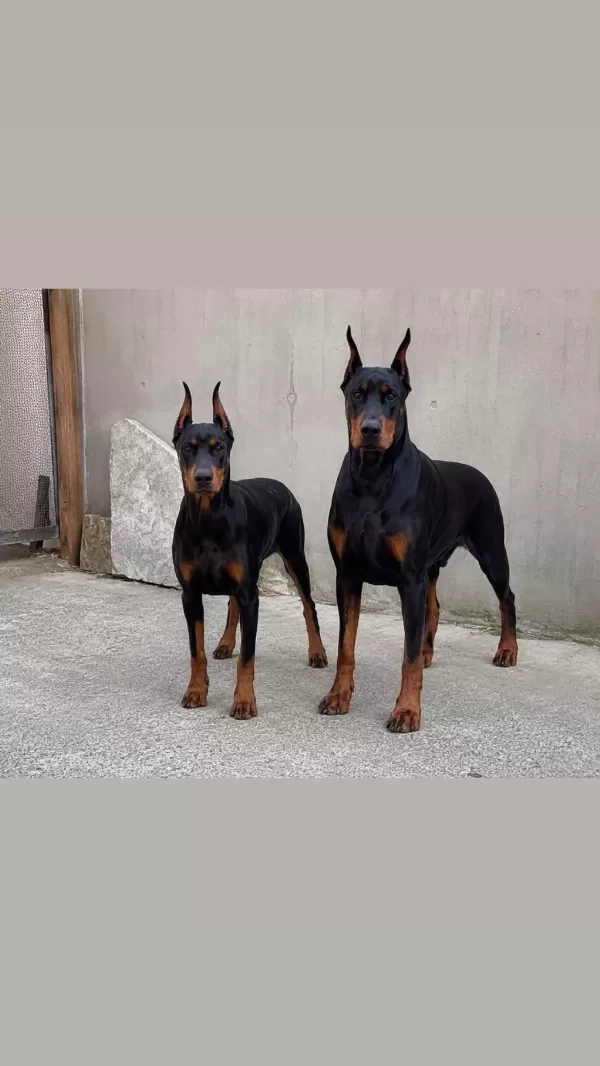 Ebeveyn Fotoğraflı Showclass Doberman Yavrumuz