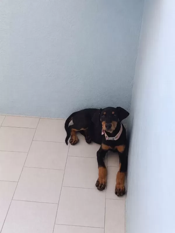 Ebeveyn Fotoğraflı Showclass Doberman Yavrumuz