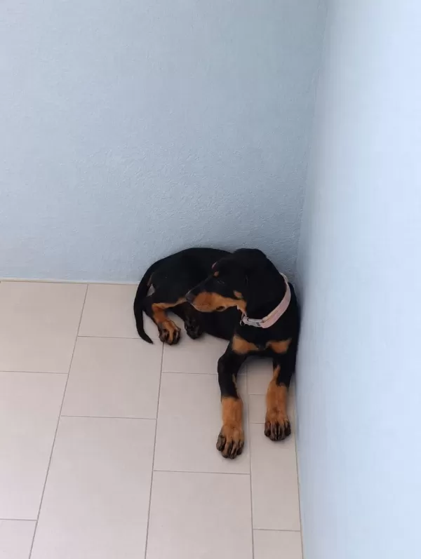 Ebeveyn Fotoğraflı Showclass Doberman Yavrumuz