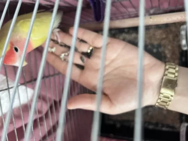 Sevda Papağanı Beş Aylık Dişi Satılık