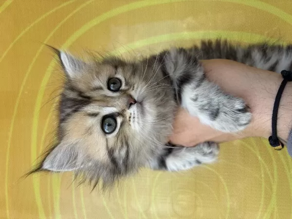 Golden British Longhair