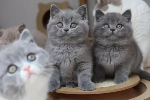 Ankara Nin En Güzel British Shorthair Yavrulari