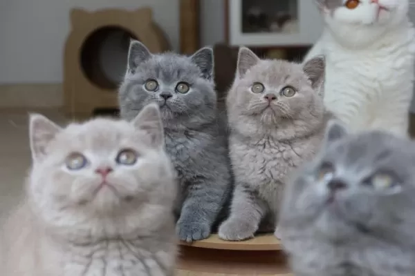 Ankara Nin En Güzel British Shorthair Yavrulari