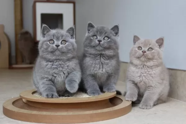 Ankara Nin En Güzel British Shorthair Yavrulari