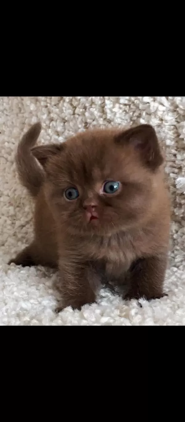Dubai Çikolatası Tadında Chocolate British Shorthair