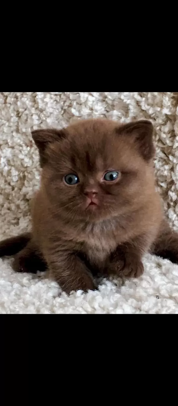 Dubai Çikolatası Tadında Chocolate British Shorthair