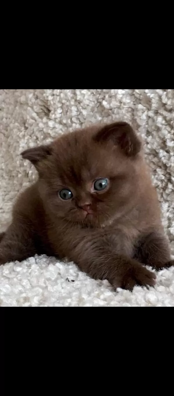 Dubai Çikolatası Tadında Chocolate British Shorthair