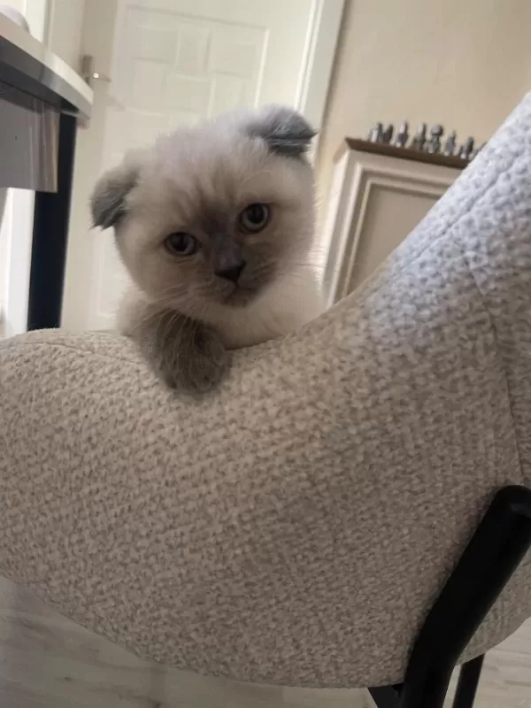 Scottish Fold Blue Point Yavrumuz