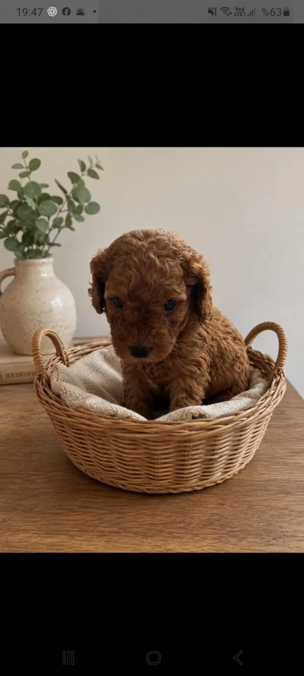 Küçük Poodle Yakişiklilar