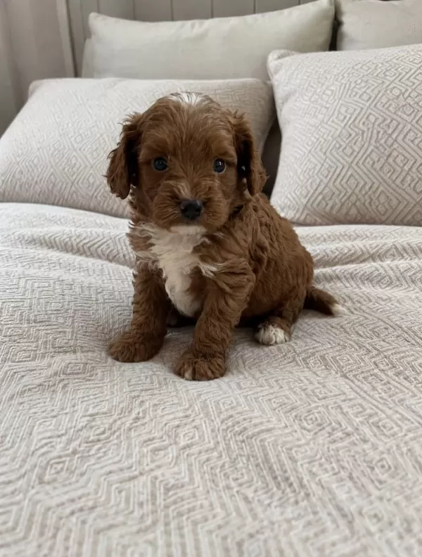 Küçük Poodle Yakişiklilar