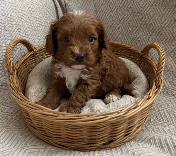 Küçük Poodle Yakişiklilar