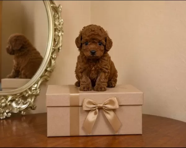Harika Poodle Çocuklar