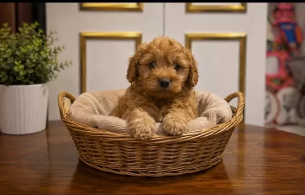 Harika Poodle Çocuklar