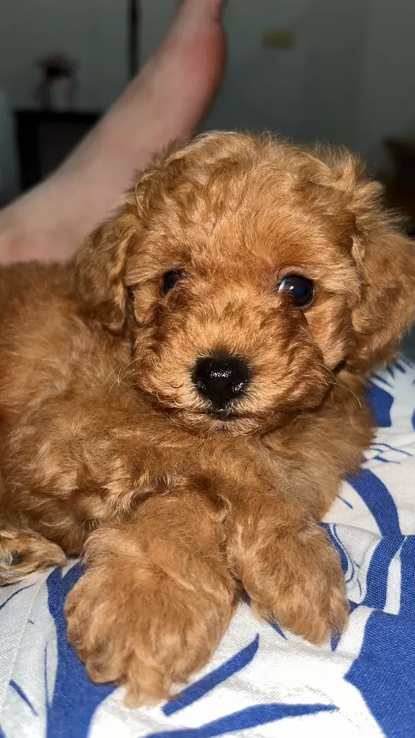 Toy poodle yavrularımız