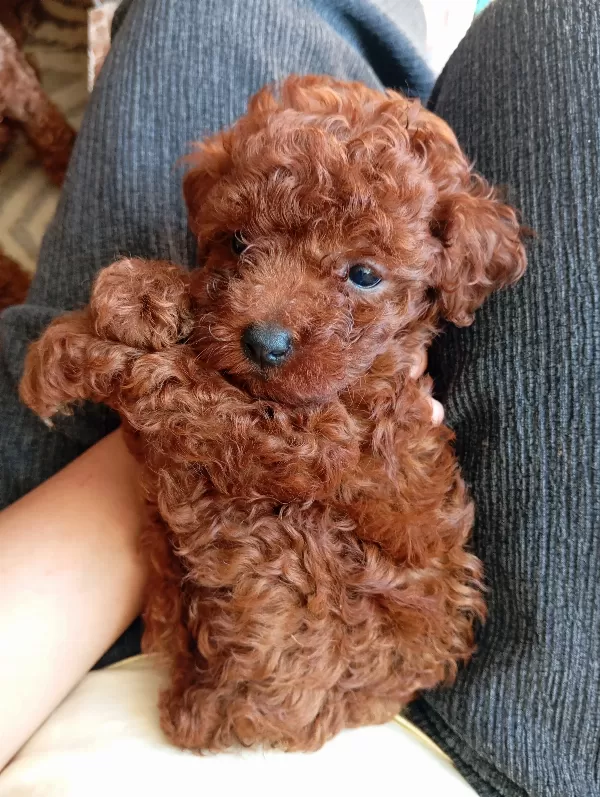 Toy poodle yavrularımız
