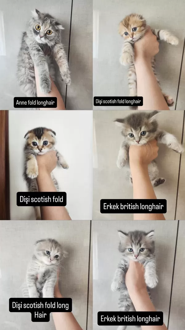 Birbirinden Sevimli Scottish Fold Yavrular