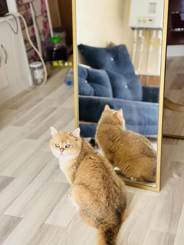 Birbirinden Sevimli Scottish Fold Yavrular