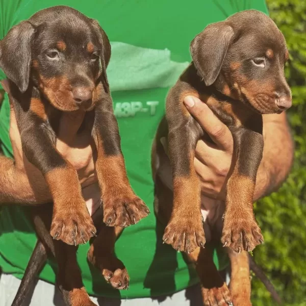 İrk Garantili Doberman Yavrulari