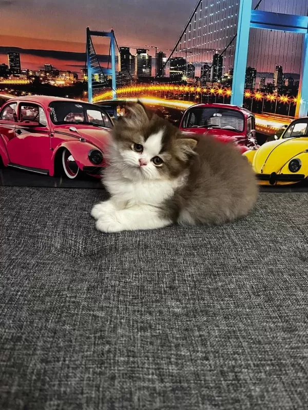 Cinnemon Bi Color British Longhair Yavrumuz