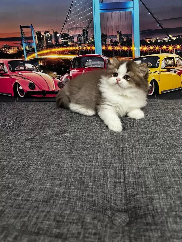 Cinnemon Bi Color British Longhair Yavrumuz