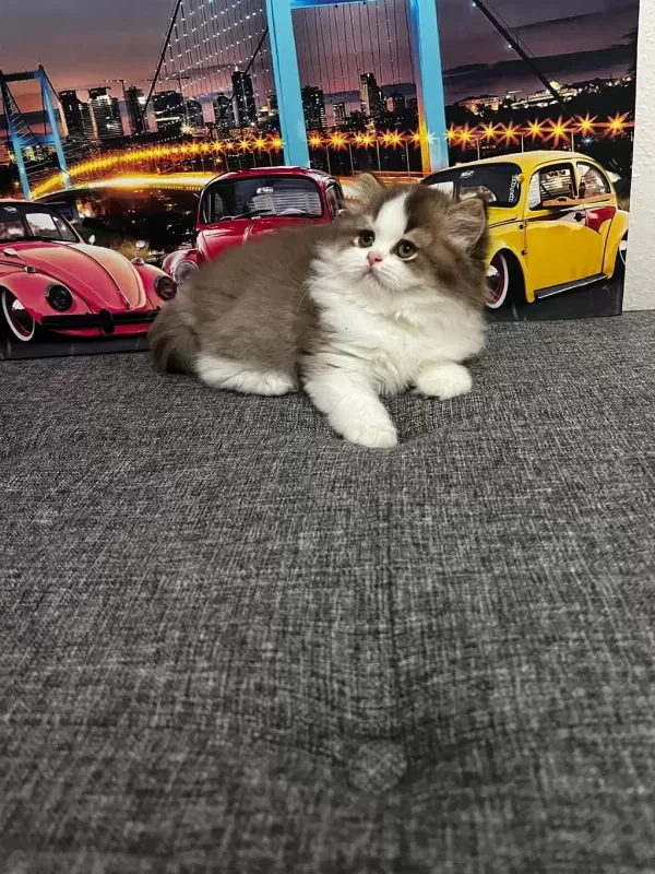 Cinnemon Bi Color British Longhair Yavrumuz