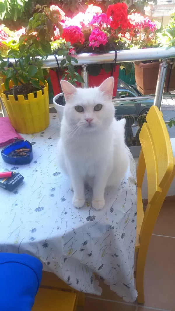 Safkan Dişi 1 Yaşında British Shorthair