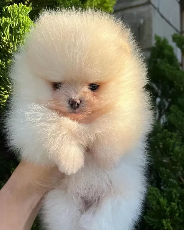 Pomeranian Boo Yavrulari