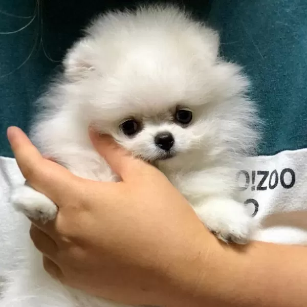 Pomeranian Boo Yavrulari