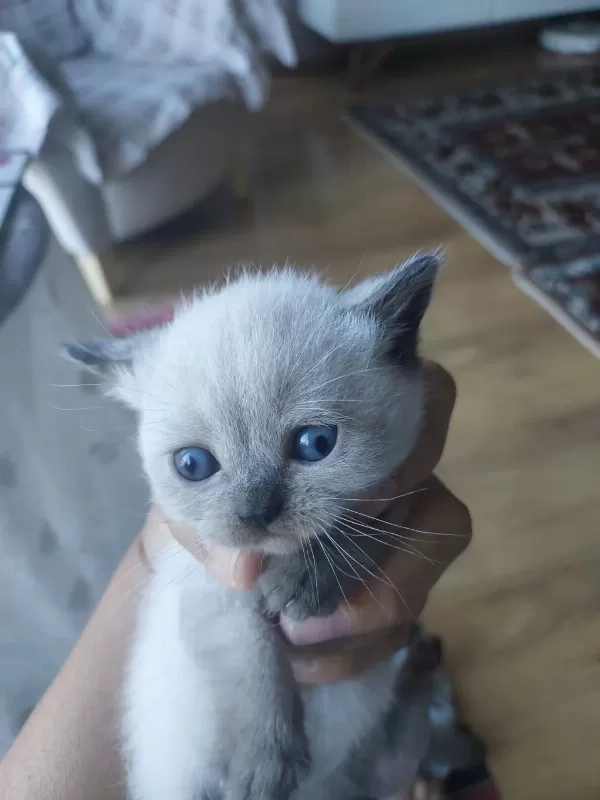 Tek Erkek Yavru Kedimiz