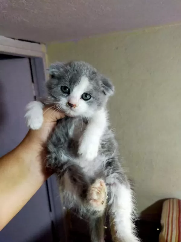 Kedilerimiz Yeni Yuvalarını Gitmeye Hazırlar