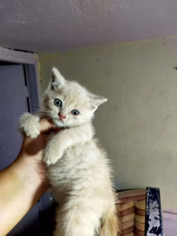 Kedilerimiz Yeni Yuvalarını Gitmeye Hazırlar
