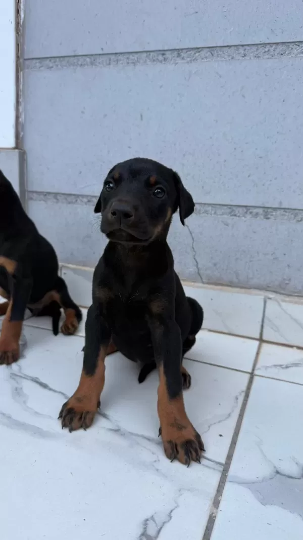 Doberman Yavrularımız