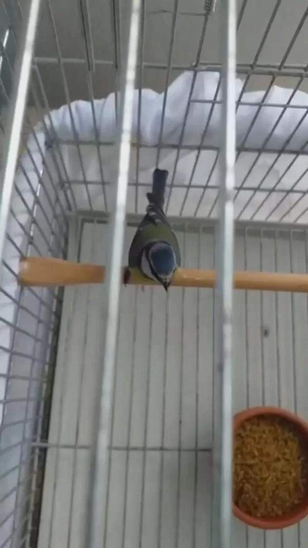 Sağlıklı Mavi Baştankara