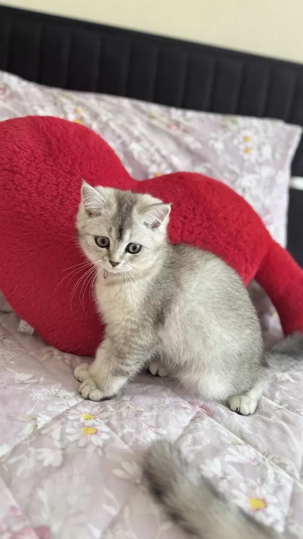 Sahiplendirmek İstiyorum Kedilerimi