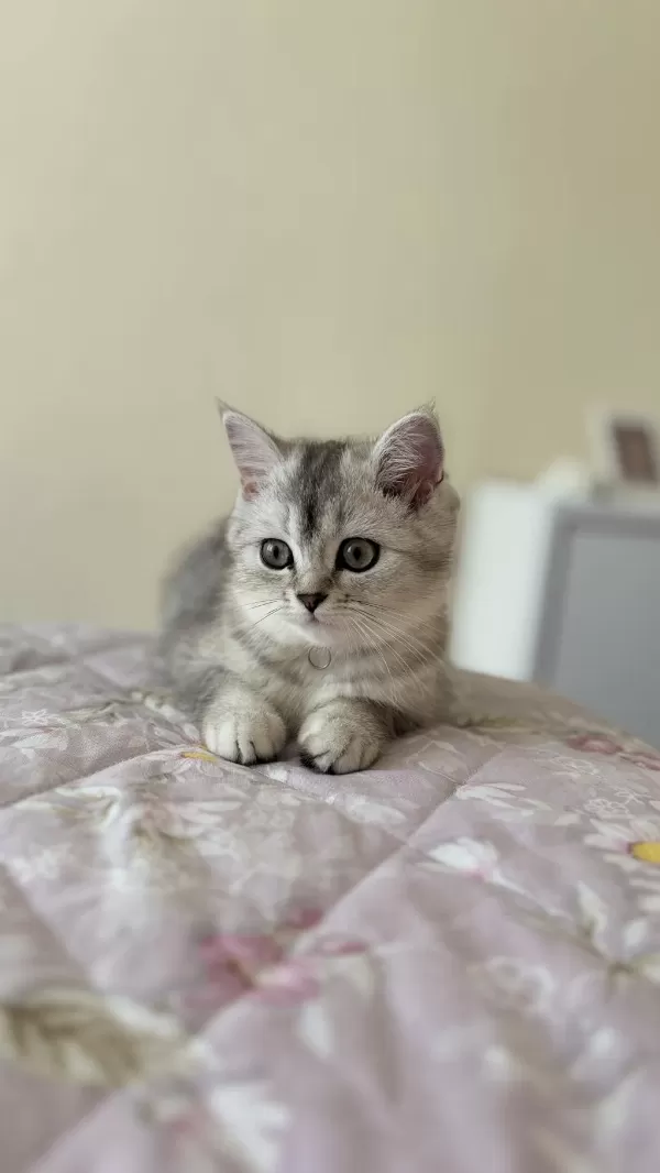 Sahiplendirmek İstiyorum Kedilerimi